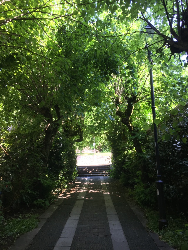 Tree-lined path to church in South Molton